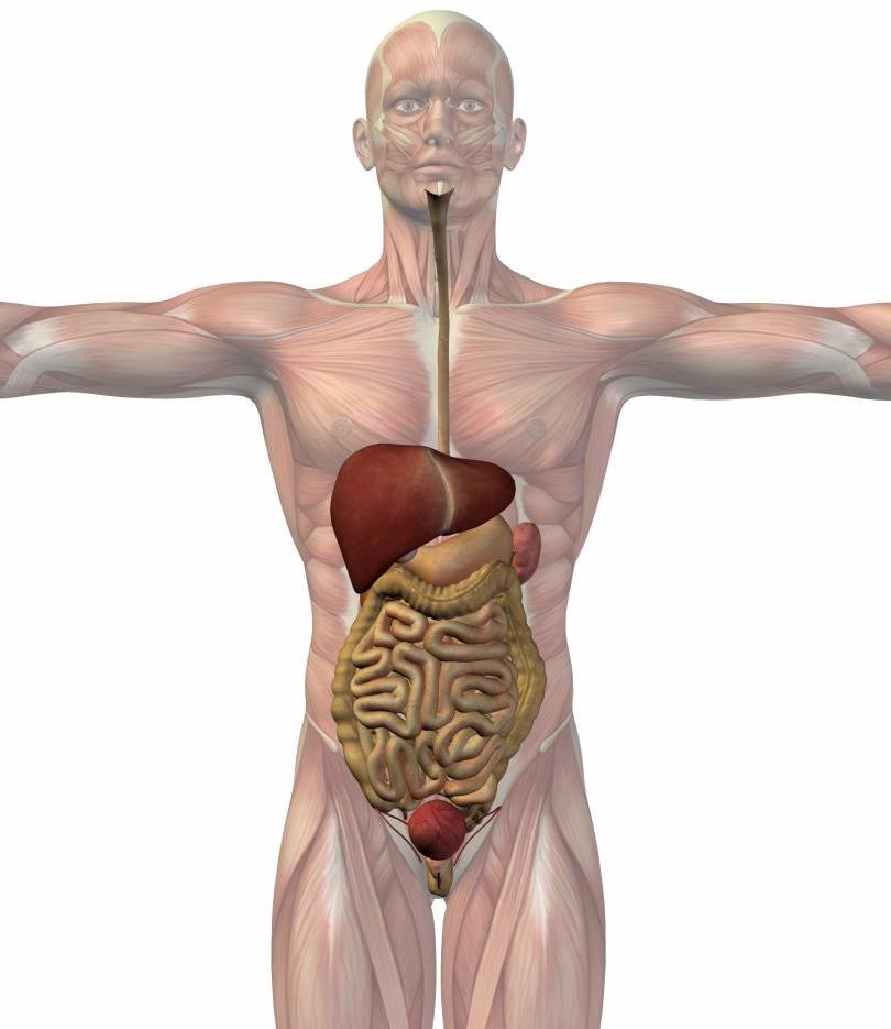 Irritable Bowel Syndrome Specialist Melbourne